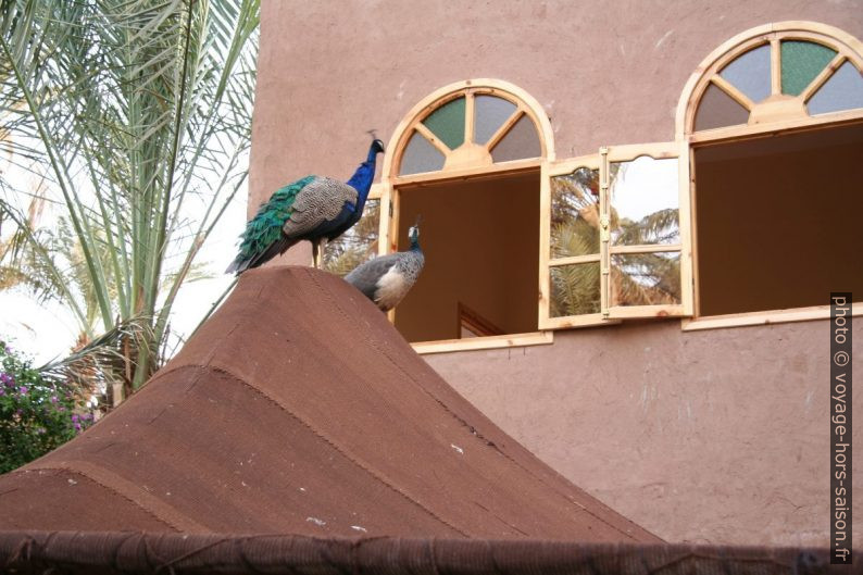 Paons sur la tente berbère. Photo © André M. Winter