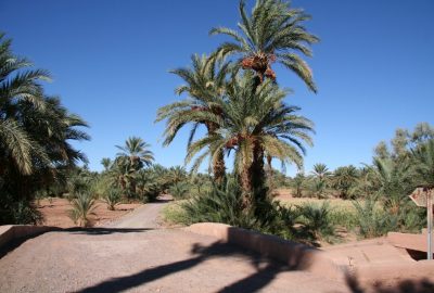 Circuit touristique dans l'Oasis du Drâa. Photo © André M. Winter