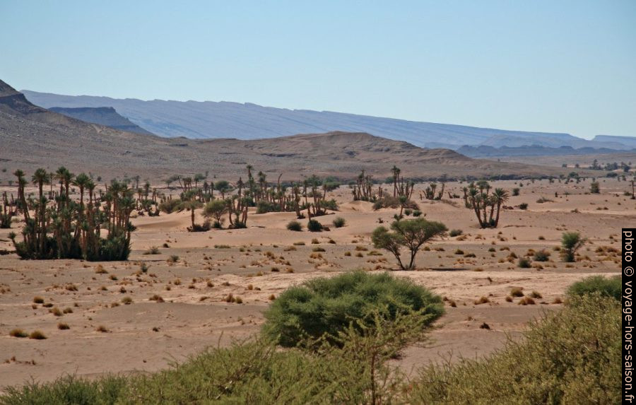 Dunes dans la palmeraie de Tizzarine. Photo © André M. Winter