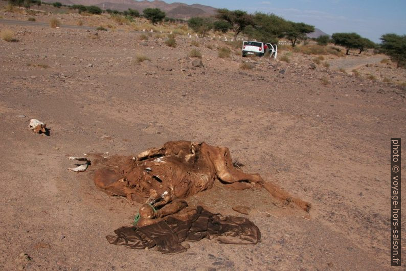 Dromadaire mort dans l'Oued El Mharch. Photo © André M. Winter
