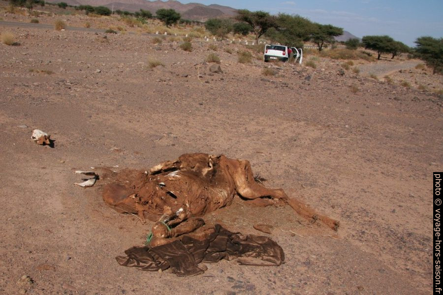 Dromadaire mort dans l'Oued El Mharch. Photo © André M. Winter