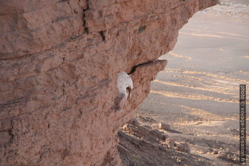 Nid d'oiseaux dans les flancs du Lamdouar. Photo © André M. Winter