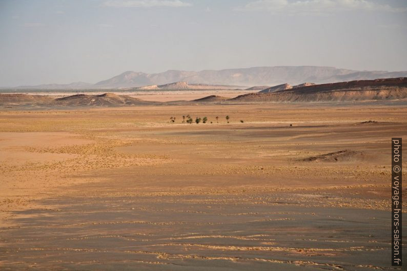 Palmiers dans un oued sablonneux. Photo © André M. Winter