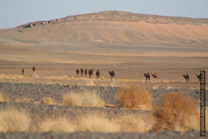 Des dromadaires paissent dans la plaine désertique près de Rissani. Photo © André M. Winter