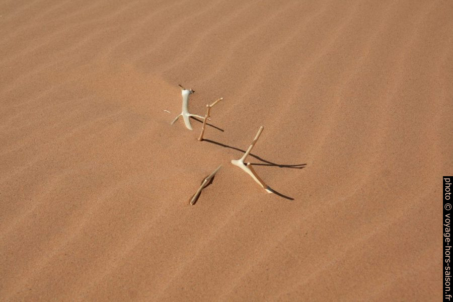 Branche de bois mort dans le sable rouge de Erg Chebbi. Photo © André M. Winter
