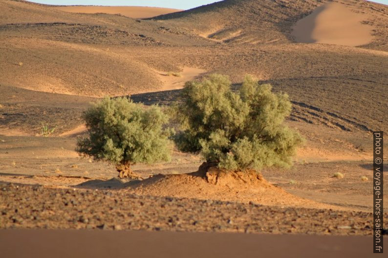 Arbres retenant la terre dans le desert. Photo © André M. Winter