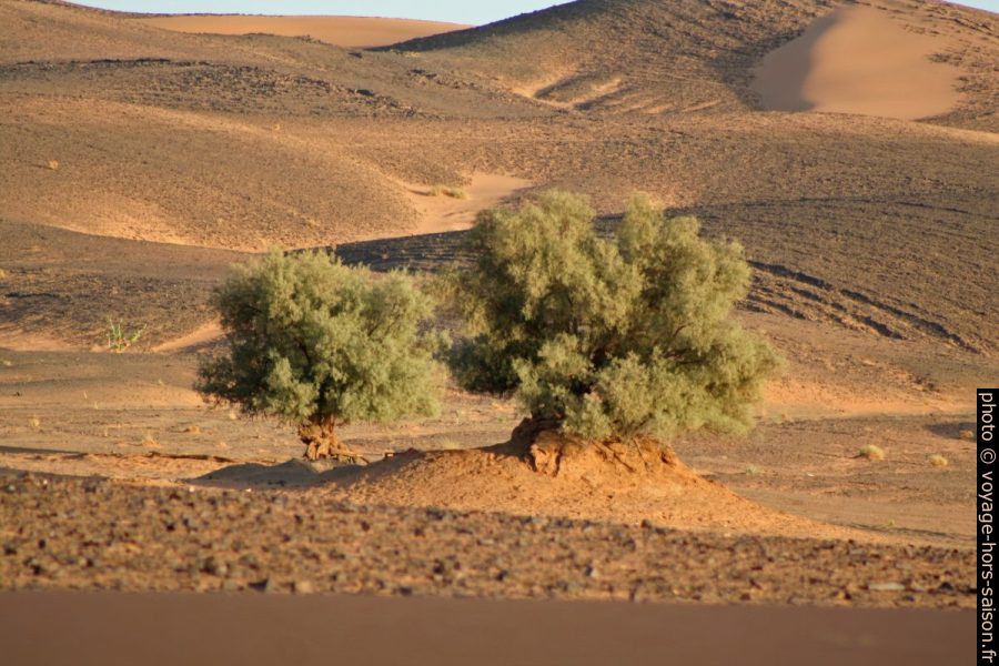 Arbres retenant la terre dans le desert. Photo © André M. Winter
