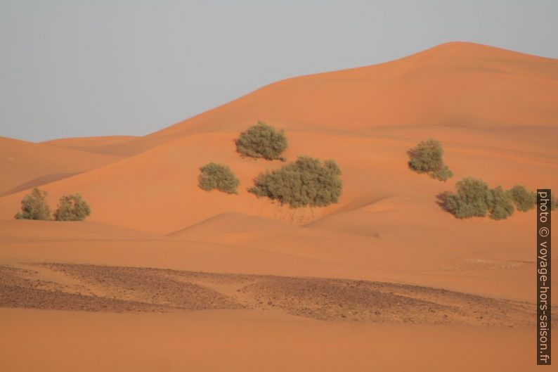 Arbres dans les dunes au sud de Erg Chebbi. Photo © André M. Winter
