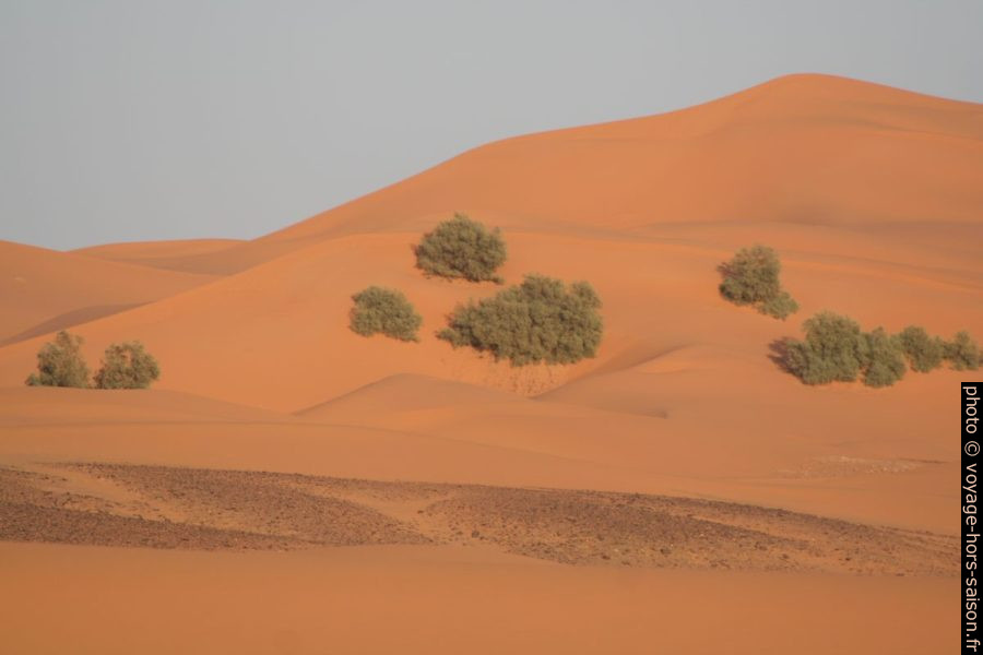 Arbres dans les dunes au sud de Erg Chebbi. Photo © André M. Winter