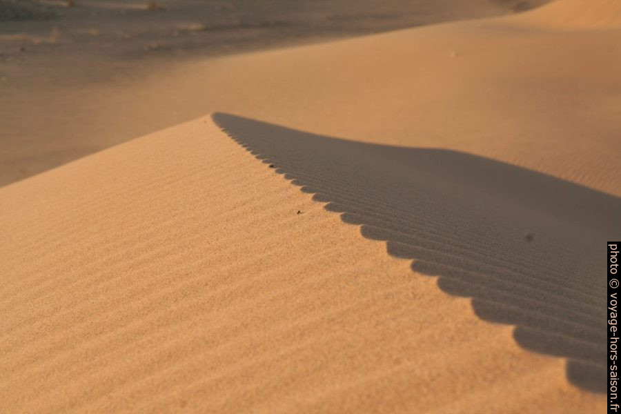 Crête d'une dune. Photo © Alex Medwedeff