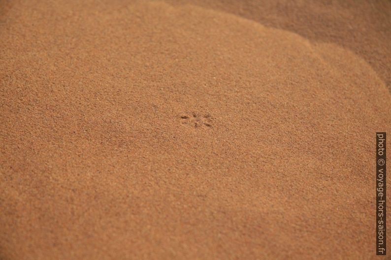 Trace de pates d'une mouche sur le sable. Photo © André M. Winter