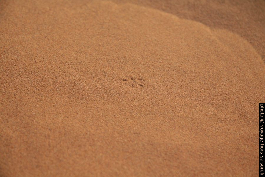 Trace de pates d'une mouche sur le sable. Photo © André M. Winter