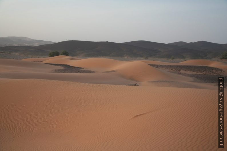 Dunes dans la lumière matinale. Photo © Alex Medwedeff