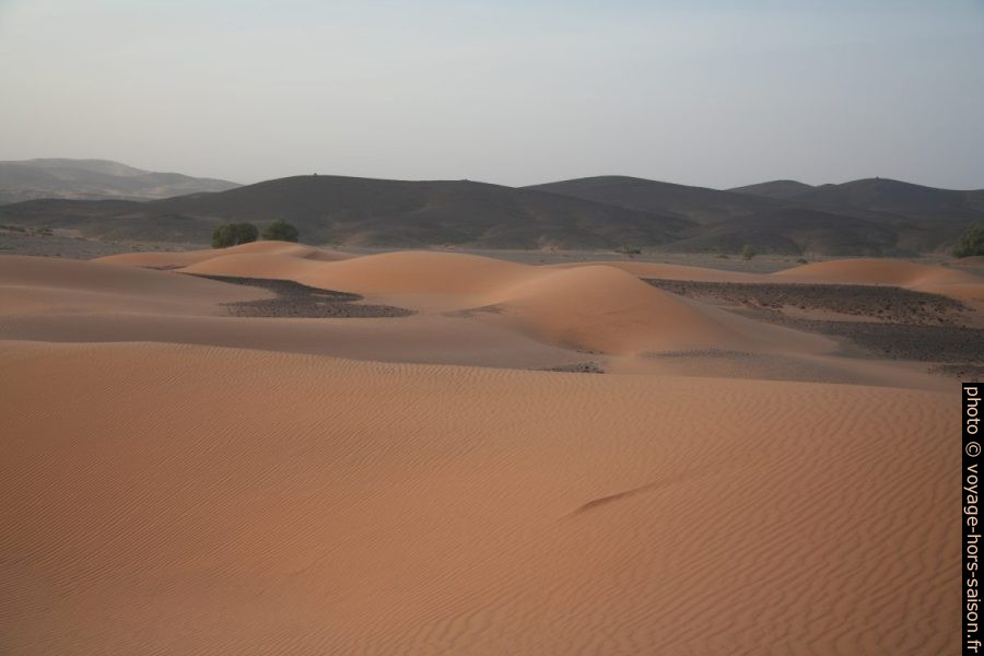 Dunes dans la lumière matinale. Photo © Alex Medwedeff