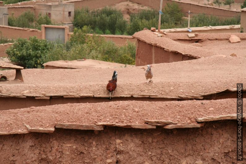 Poules sur les toits à Tamtatouchte. Photo © André M. Winter