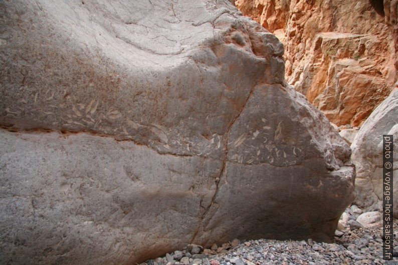 Grands fossiles dans un canyon latéral aux Gorges du Dadès. Photo © André M. Winter