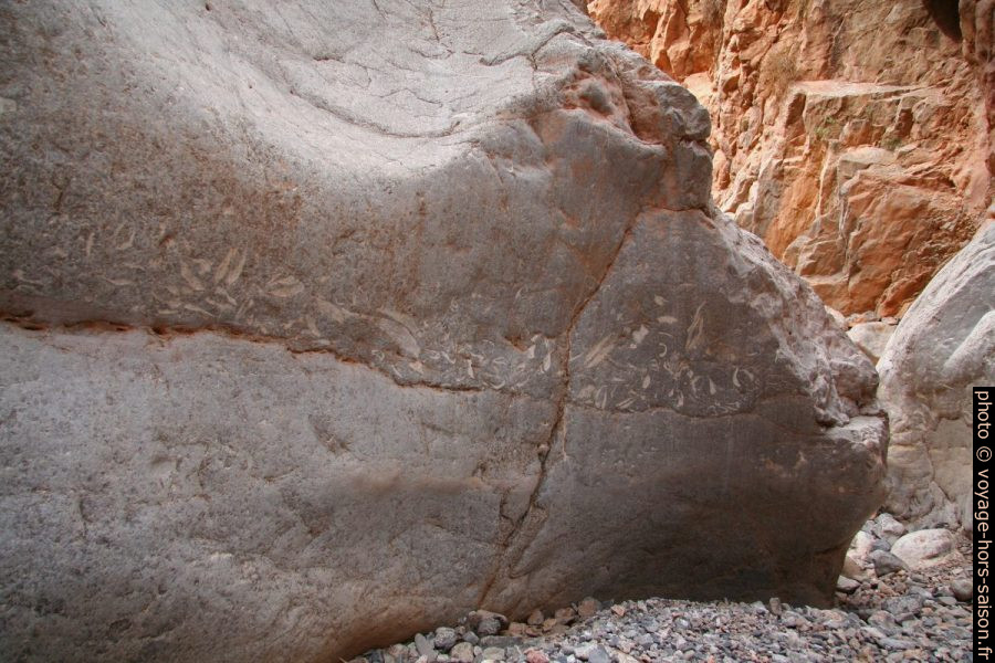 Grands fossiles dans un canyon latéral aux Gorges du Dadès. Photo © André M. Winter