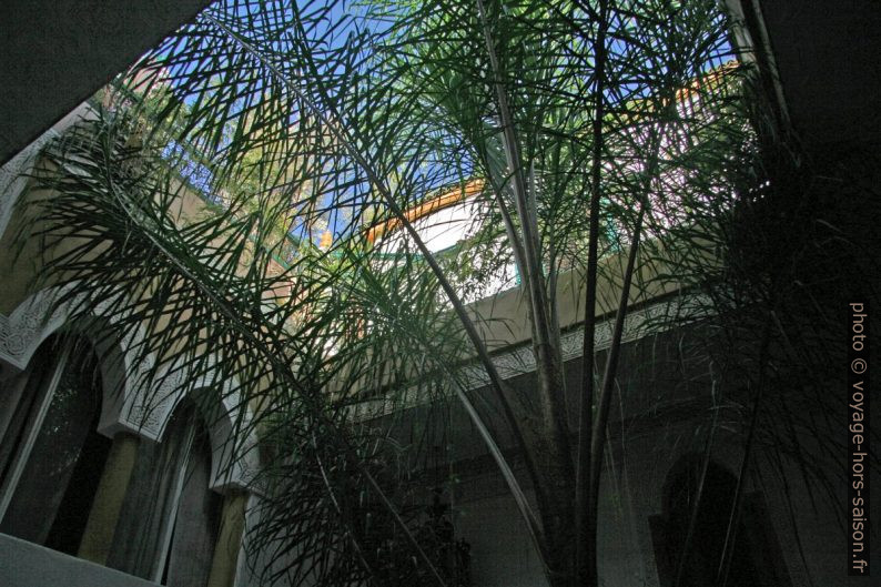 Palmier dans la cour du Riad Célia. Photo © Alex Medwedeff