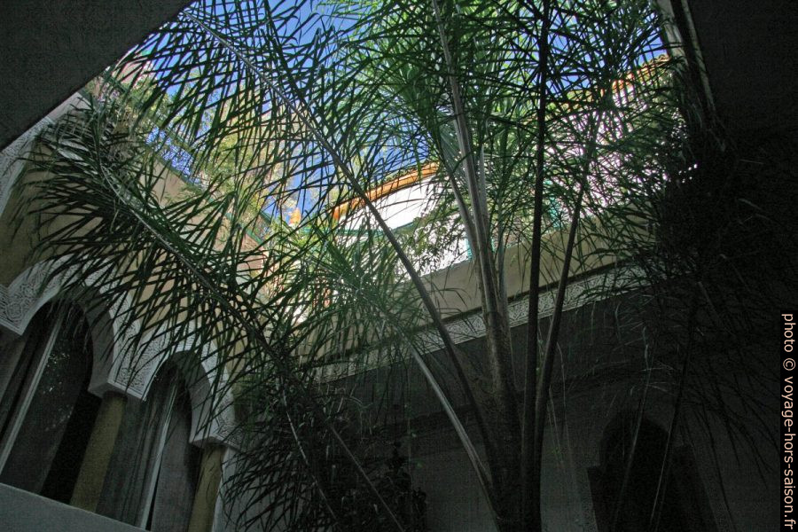 Palmier dans la cour du Riad Célia. Photo © Alex Medwedeff