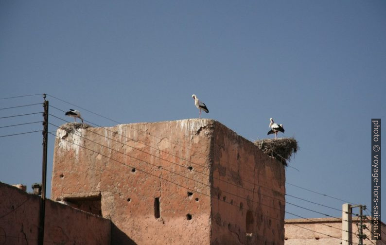 Cigognes sur le mur d'enceinte du Palais El Badi. Photo © André M. Winter