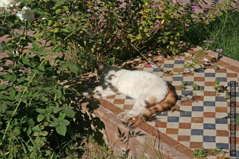 Un chat se repose sur une tombe. Photo © Alex Medwedeff