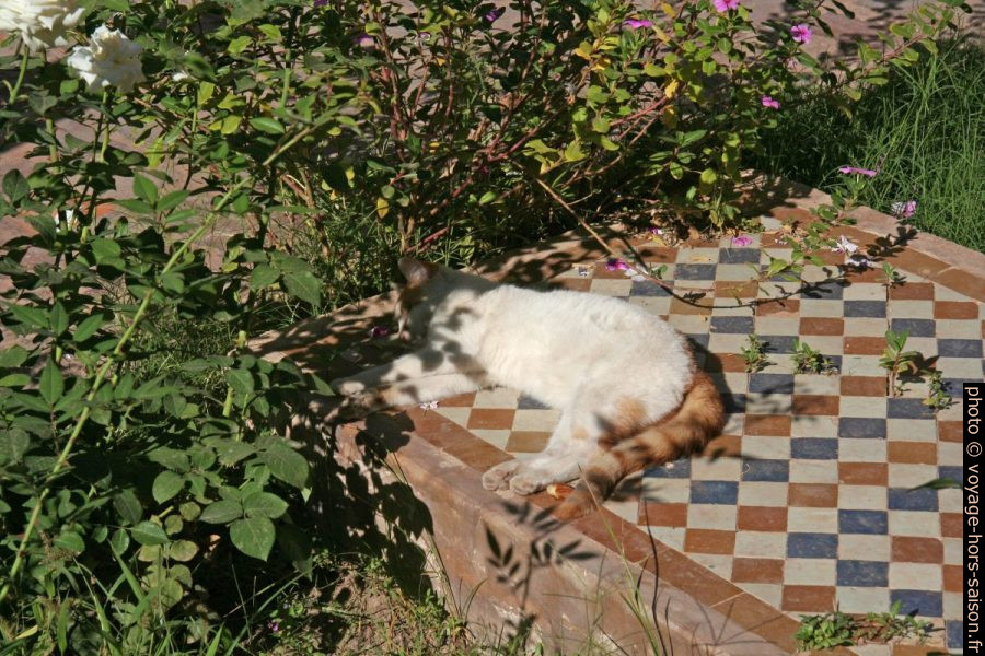 Un chat se repose sur une tombe. Photo © Alex Medwedeff