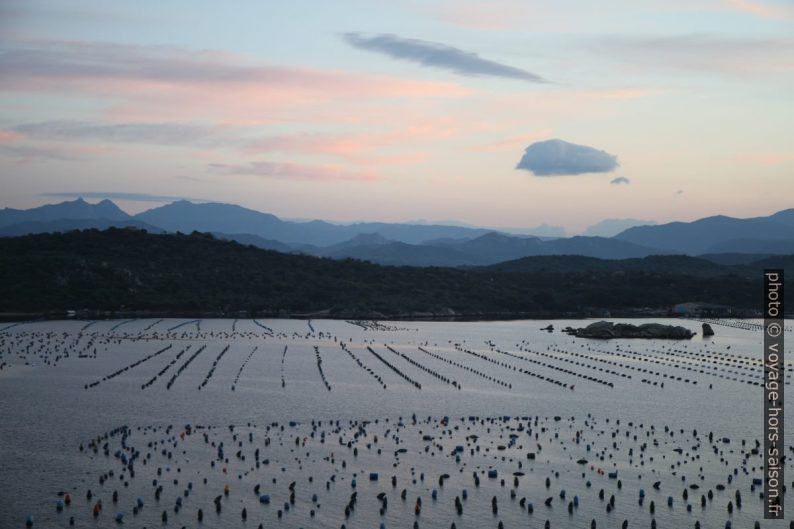 Mytiliculture dans le Golfe d'Olbia. Photo © Alex Medwedeff