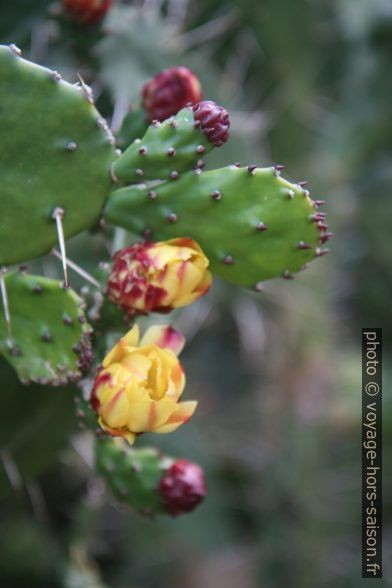 Cactus en fleurs. Photo © Alex Medwedeff