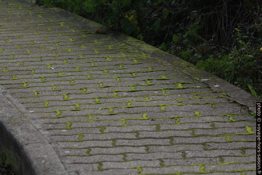 Mousses vertes sur un trottoir dallé. Photo © André M. Winter