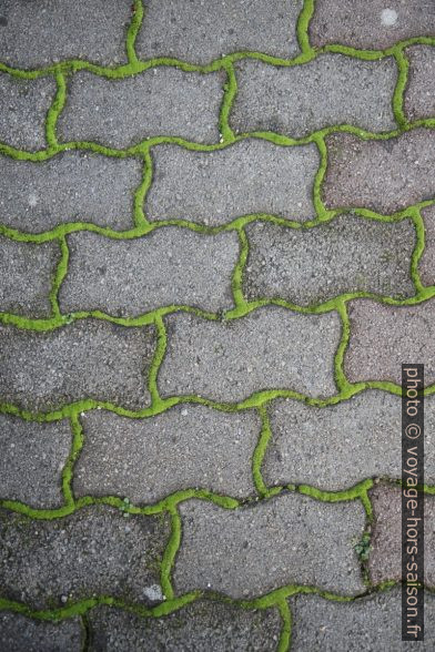 Mousses vertes sur un trottoir dallé. Photo © Alex Medwedeff