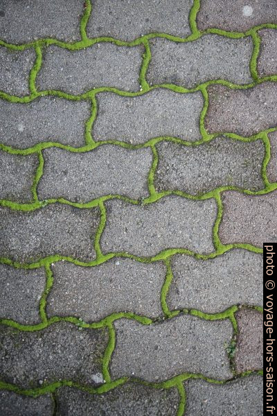 Mousses vertes sur un trottoir dallé. Photo © Alex Medwedeff
