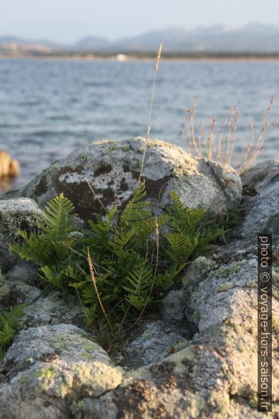 Fougères sur un rocher en bord de mer. Photo © Alex Medwedeff