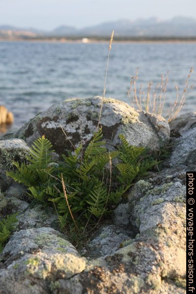 Fougères sur un rocher en bord de mer. Photo © Alex Medwedeff