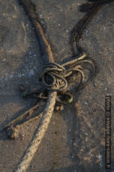 Amarre et cordes dans le sable. Photo © Alex Medwedeff