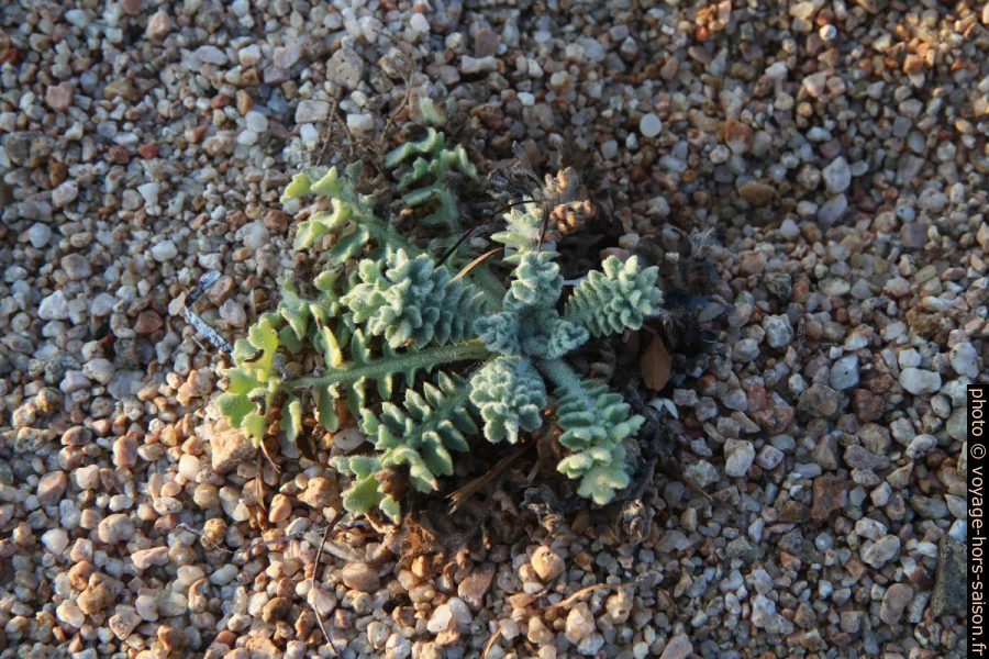 Plante très velue non renseignée. Photo © Alex Medwedeff