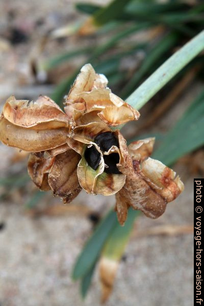 Fleur et graines du lis maritime en hiver. Photo © Alex Medwedeff