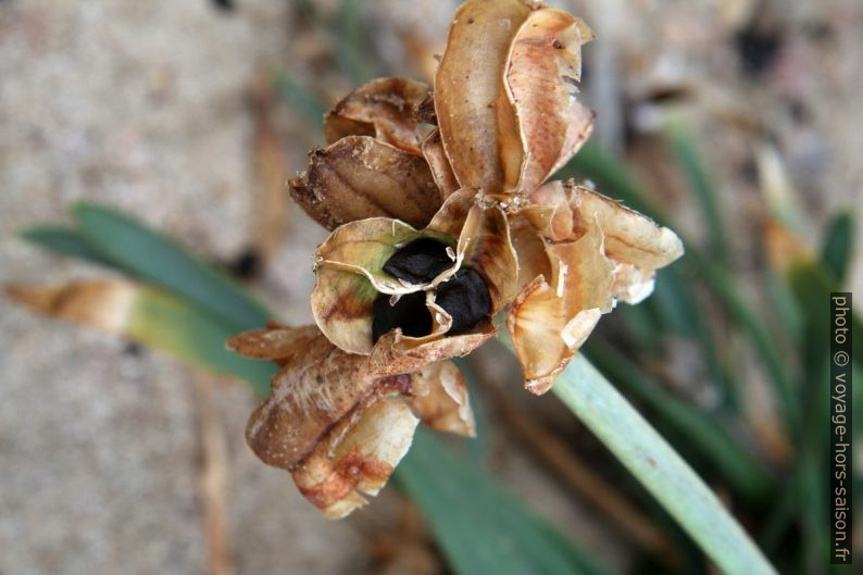 Fleur et graines du lis maritime en hiver. Photo © Alex Medwedeff