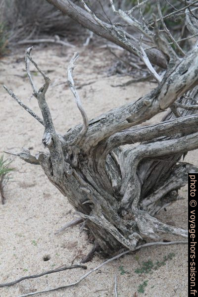 Bois de genévrier mort. Photo © Alex Medwedeff