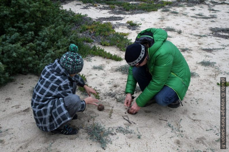 Nicolas et André ouvrent une pomme de pin. Photo © Alex Medwedeff