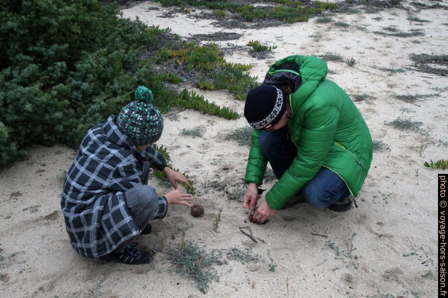 Nicolas et André ouvrent une pomme de pin. Photo © Alex Medwedeff