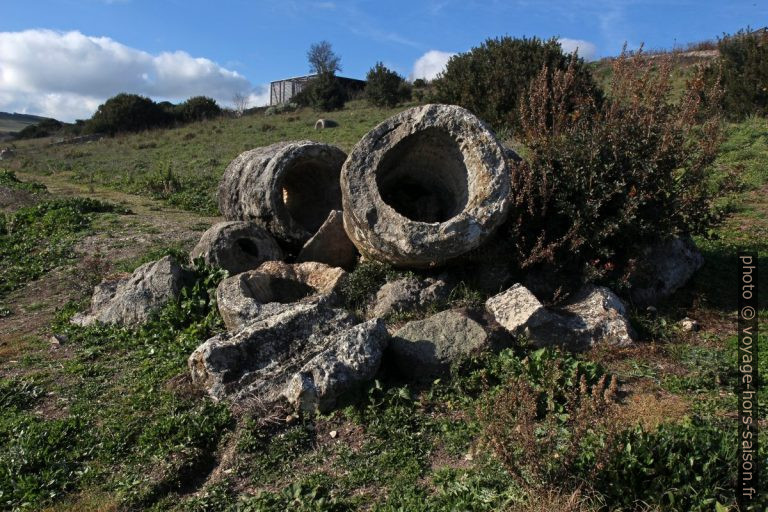 Amas de genévriers pétrifiés dans la forêt de Carrucana. Photo © André M. Winter