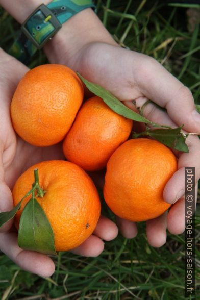 Mandarines sardes. Photo © Alex Medwedeff