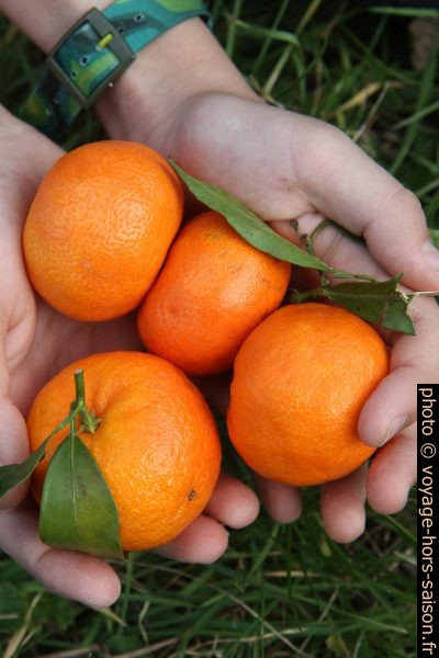 Mandarines sardes. Photo © Alex Medwedeff