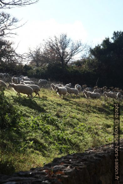 Moutons sardes. Photo © Alex Medwedeff