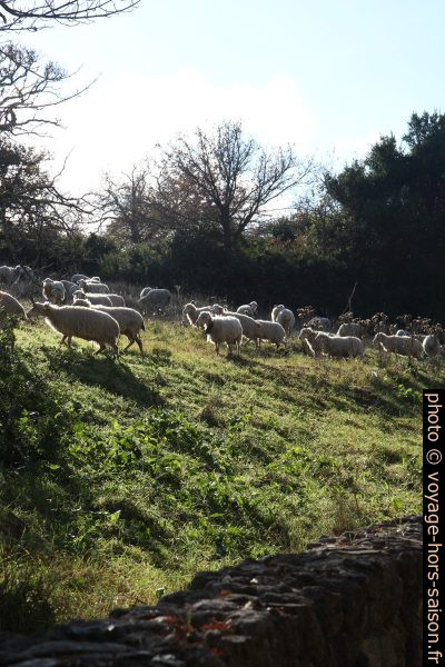 Moutons sardes. Photo © Alex Medwedeff