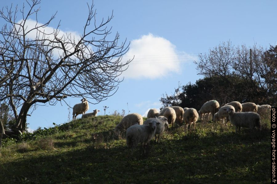 Moutons sardes. Photo © Alex Medwedeff