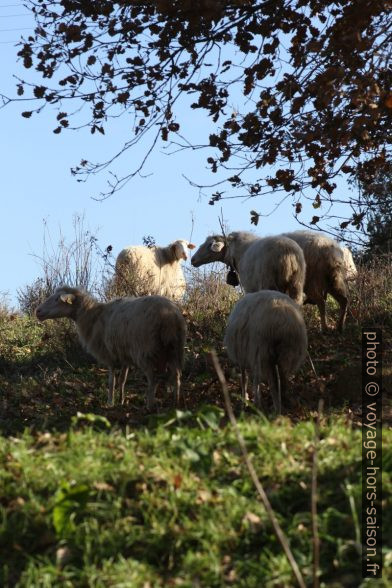 Moutons sardes. Photo © Alex Medwedeff