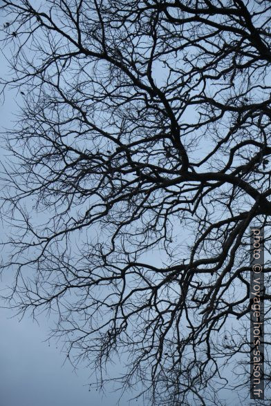 Arbre dénudé de feuilles contre le ciel d'hiver. Photo © Alex Medwedeff