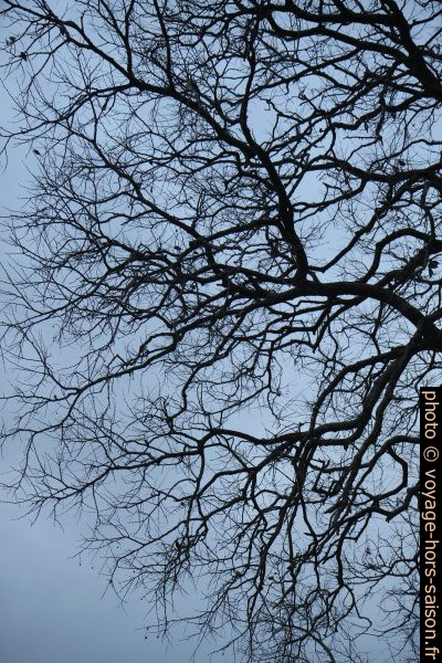 Arbre dénudé de feuilles contre le ciel d'hiver. Photo © Alex Medwedeff