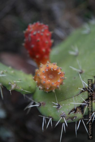 Figues de Barbarie. Photo © Alex Medwedeff